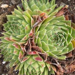 Sempervivum - Dachwurz - Hauswurz